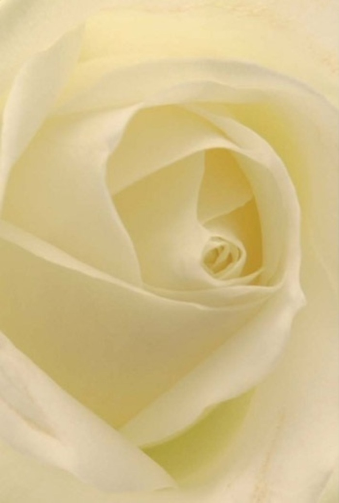 Gazing closely at this classic white rose, one is drawn into an immersive play of softness and intricate layering. The petals unfold in a graceful spiral, each flush of cream and ivory capturing the gentle, natural light that streams through Longford's familiar windows. The composition is one of restful sophistication-tones of pearl and pale gold shimmer beneath the diffused glow, as if the rose itself is illuminated from within. As a Longford florist, I see the possibilities in this bloom: a gesture of forgiveness, a heartfelt declaration of love, or a serene centrepiece for an intimate wedding at St. Mel's Cathedral. Its spiraled heart reflects both purity and hidden resilience, while shifting shades and subtle shadows enhance its unassuming charm. The fragrance that radiates from this flower is pure and clean, evoking memories of peaceful walks through the gardens of the Mall. Such a rose, perfectly crafted and cared for in Longford, is always appropriate-conveying any emotion with honesty and grace, and adding a refined touch to every thoughtful delivery in our local community.